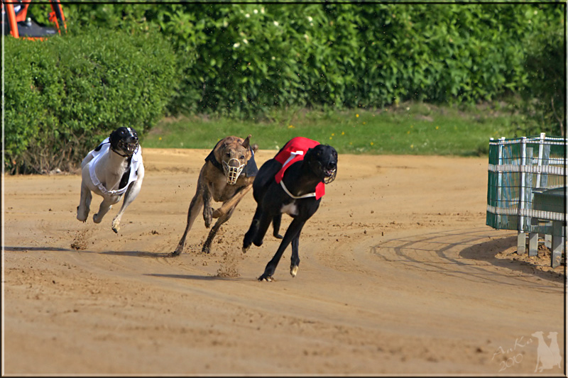 LLL2O0619.jpg - Greyhounds on the run